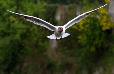 Bird flying over the background