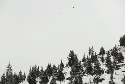 Low angle view of trees against sky during winter