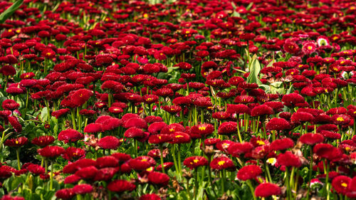 Full frame shot of red flowering plants