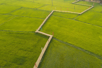 Full frame shot of agricultural field