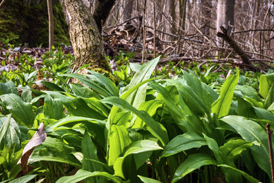 Close-up of plants growing on field