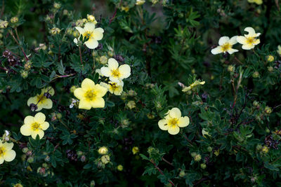 Yellow flowers blooming in park