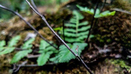Close-up of wet plant in forest