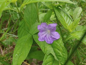 Close-up of purple flowering plant
