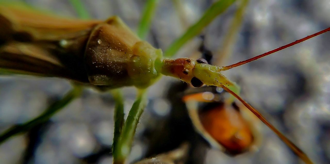 close-up, focus on foreground, leaf, plant, growth, selective focus, nature, drop, twig, stem, wet, freshness, green color, beauty in nature, water, day, fragility, outdoors, bud, no people