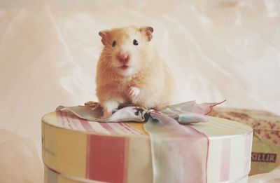 Close-up of hamster on gift box