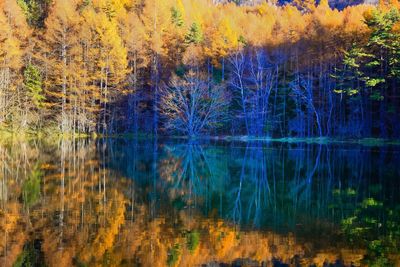 Scenic view of lake with trees in background