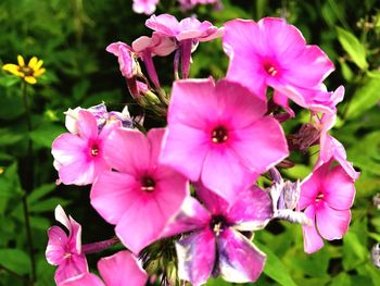 Close-up of pink flowers blooming outdoors