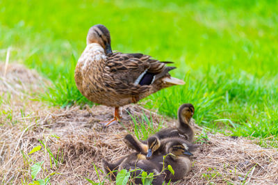 Ducklings on grassy field