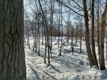 Bare trees on snow covered landscape