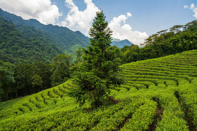 Landscape of green tea field