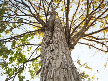 Low angle view of tree against sky