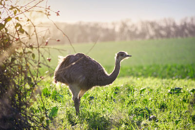 Duck on a field