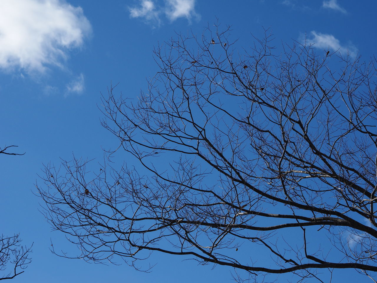 LOW ANGLE VIEW OF SILHOUETTE BARE TREE AGAINST SKY