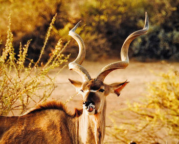 Portrait of kudu antelope in a field