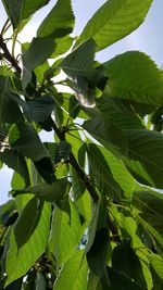 Close-up of green leaves