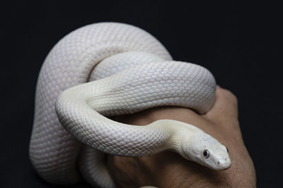 Close-up of snake against black background