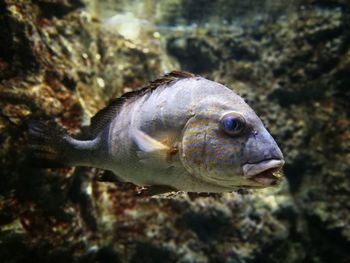 Close-up of fish swimming in sea