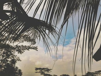 Low angle view of palm trees against sky