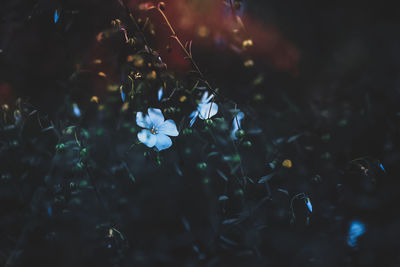 High angle view of flowering plant on field