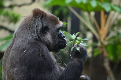 Close-up of chimpanzee eating leaves