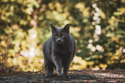 Portrait of gray cat