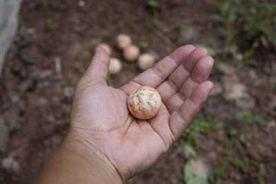 High angle view of hand holding leaf on land