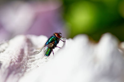 Close-up of housefly