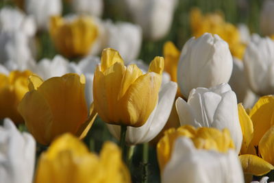 Close-up of yellow flower