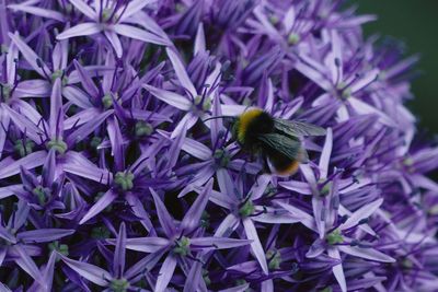 Close-up of bee on purple flowers