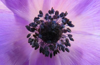 Close-up of purple flower