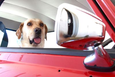 Close-up of dog