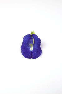 Close-up of blue flower on white background