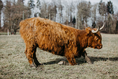 Horse in a field