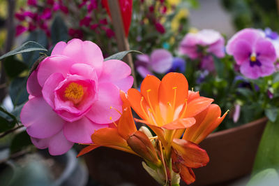 Close-up of pink flowering plant