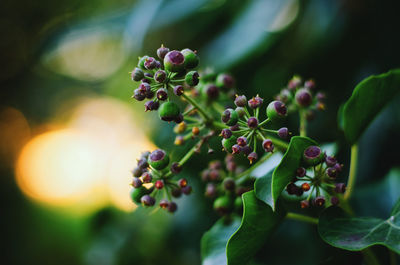 Close-up of berries on plant