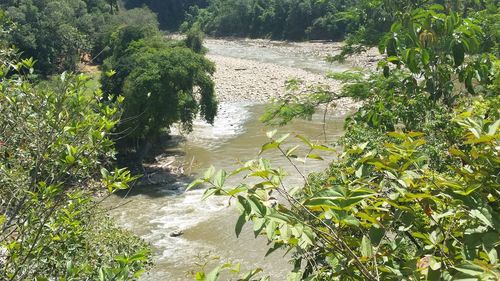 Plants by river