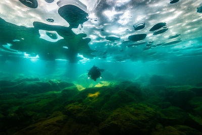 Low angle view of man swimming in sea