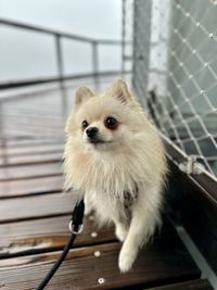 pet