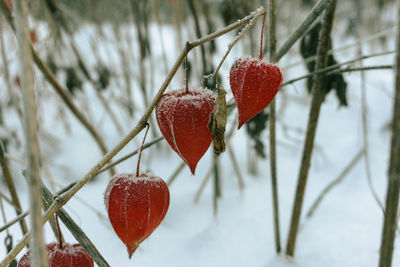 Close-up of frozen berries on tree