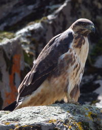 Close-up of bird perching on rock