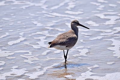 Bird perching on a rock