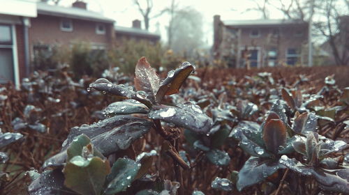 Close-up of plant against blurred background
