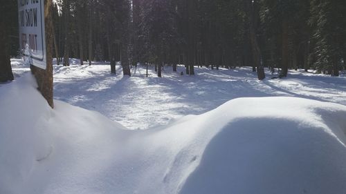 Snow covered trees