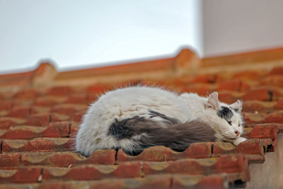 Close-up of cat