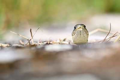 Close-up of snake