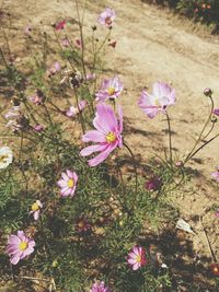 Close-up of pink flowers blooming on field