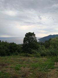 Trees on field by sea against sky