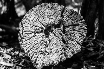 Close-up of tree stump