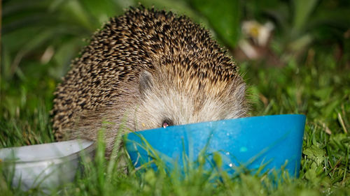 Close-up of hedgehod